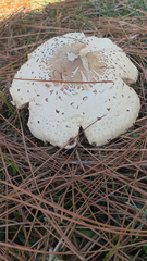 Chlorophyllum hortense