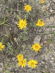 Xanthisma spinulosum