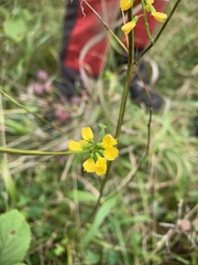 Angiospermae