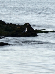 Larus marinus