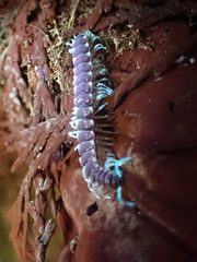 Nearctodesmidae