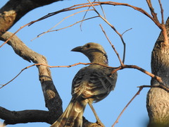 Chlamydera nuchalis