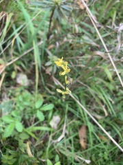 Angiospermae