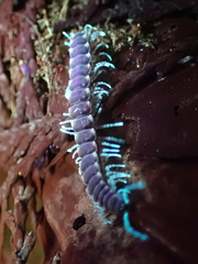 Nearctodesmidae