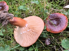 Lactarius rufus
