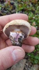 Thaxterogaster porphyropus