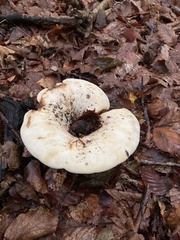 Russula delica