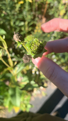 Silphium integrifolium