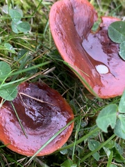 Lactarius rufus