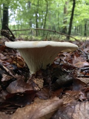 Russula delica