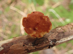 Cerioporus leptocephalus