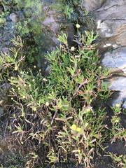 Cotula coronopifolia