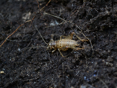 Cophogryllus