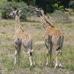 Giraffa camelopardalis tippelskirchi