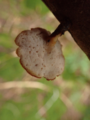 Cerioporus leptocephalus