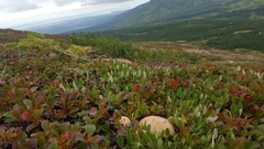 Thaxterogaster porphyropus