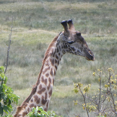 Giraffa camelopardalis tippelskirchi