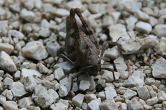 Psophus stridulus