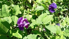 Clitoria