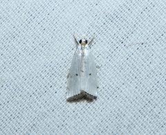 Argyria gonogramma