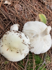 Hygrophorus chrysodon