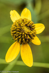 Rudbeckia laciniata