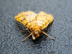 Glycythyma leonina