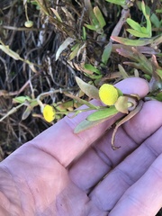 Cotula coronopifolia
