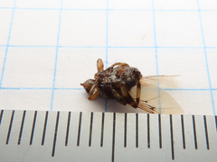 Hippoboscidae