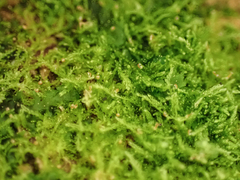 Cephalozia bicuspidata