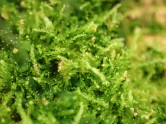 Cephalozia bicuspidata