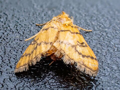 Glycythyma leonina