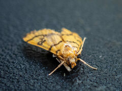 Glycythyma leonina