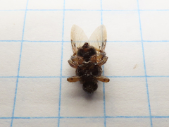 Hippoboscidae