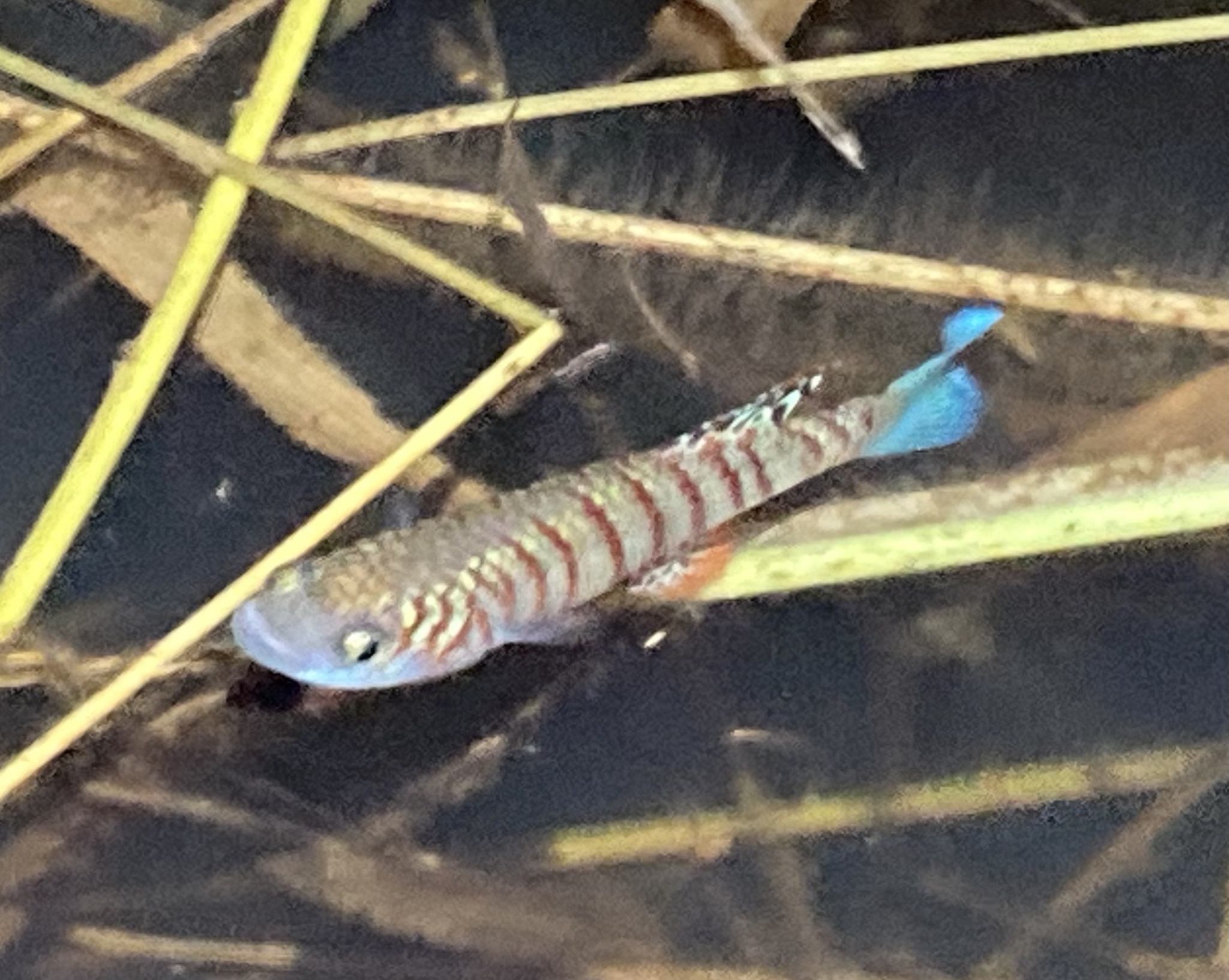 Nothobranchius virgatus