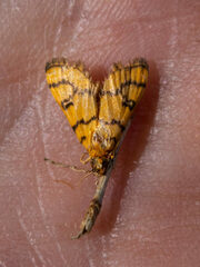 Glycythyma leonina
