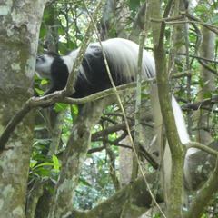 Colobus caudatus