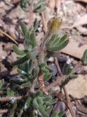 Drosanthemum hispifolium