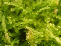 Cephalozia bicuspidata