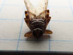 Hippoboscidae