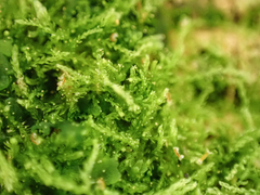 Cephalozia bicuspidata