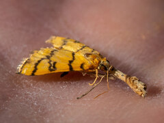 Glycythyma leonina