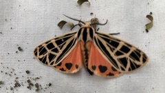 Apantesis parthenice