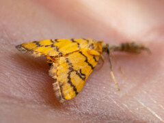 Glycythyma leonina