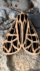 Apantesis parthenice