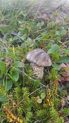 Leccinum alaskanum