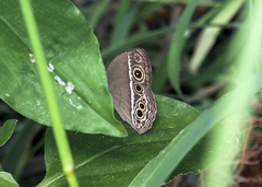 Mycalesis mineus