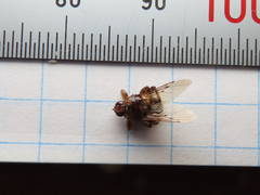 Hippoboscidae