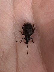 Otiorhynchus rugosostriatus