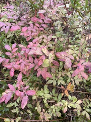 Vaccinium myrtilloides